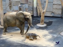 Tiergarten Schönbrunn am 20.10.2025